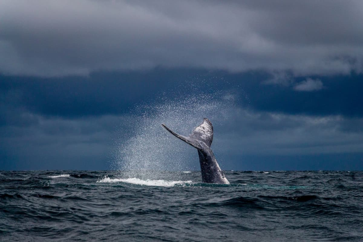 Tracking Whale Accumulation: Identifying Solana Wallet Shifts in 2026