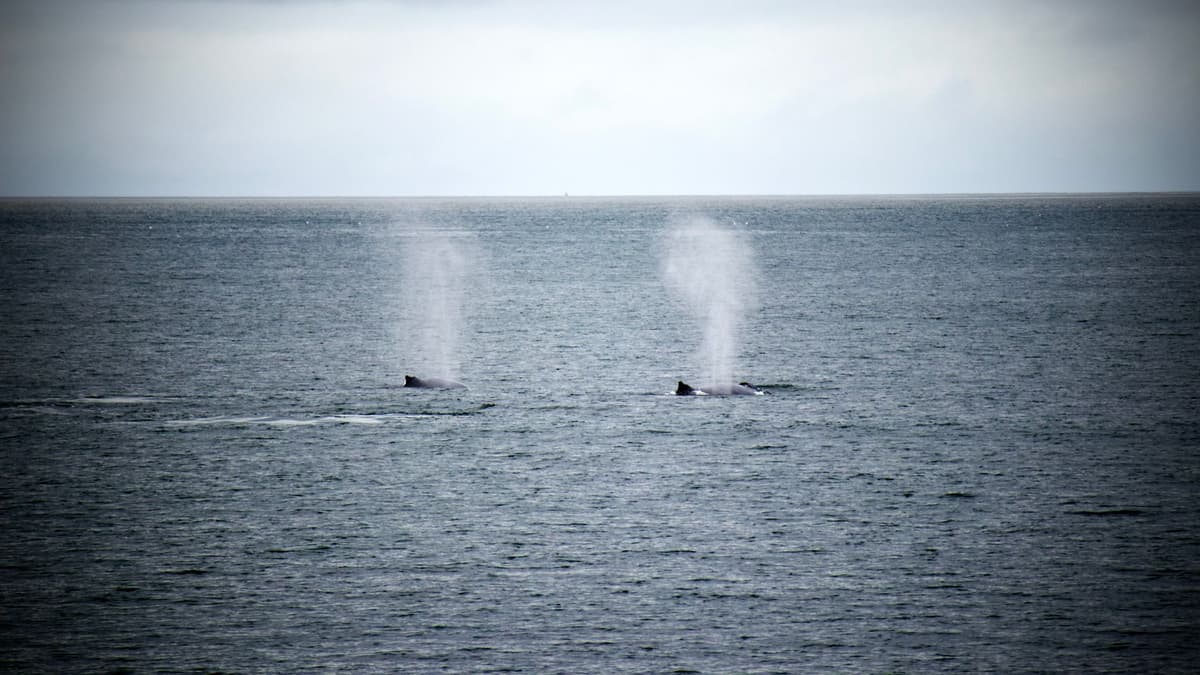 On-Chain Accumulation: How Whales Position Before Market Narratives Heat Up