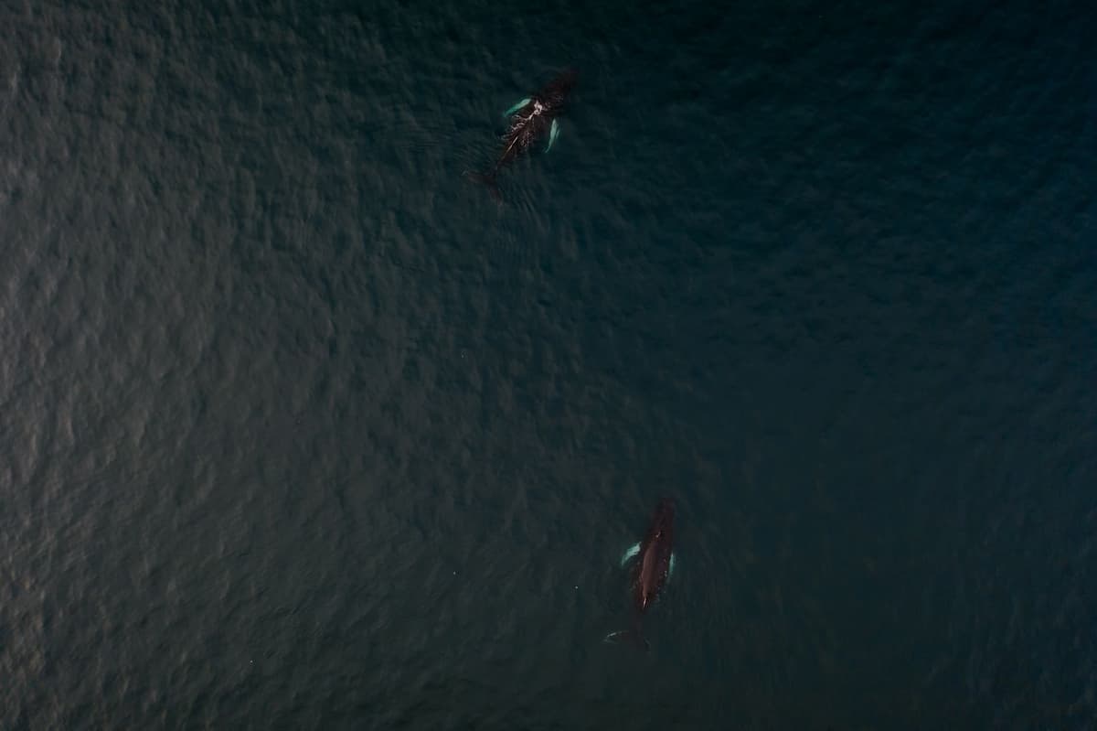 On-Chain Accumulation: How Whales Position Before Solana Narratives Heat Up
