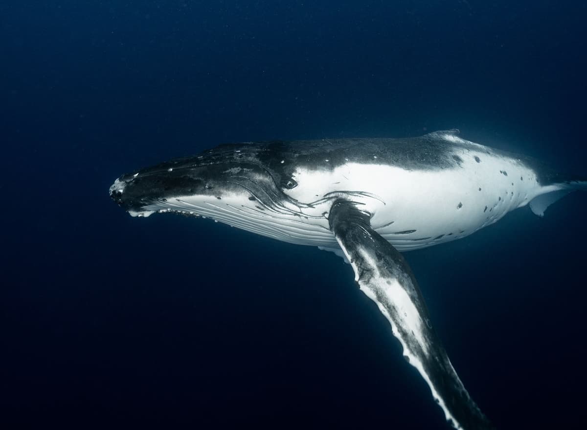 On-Chain Accumulation: Tracking Whale Behavior in the 2026 Solana Ecosystem