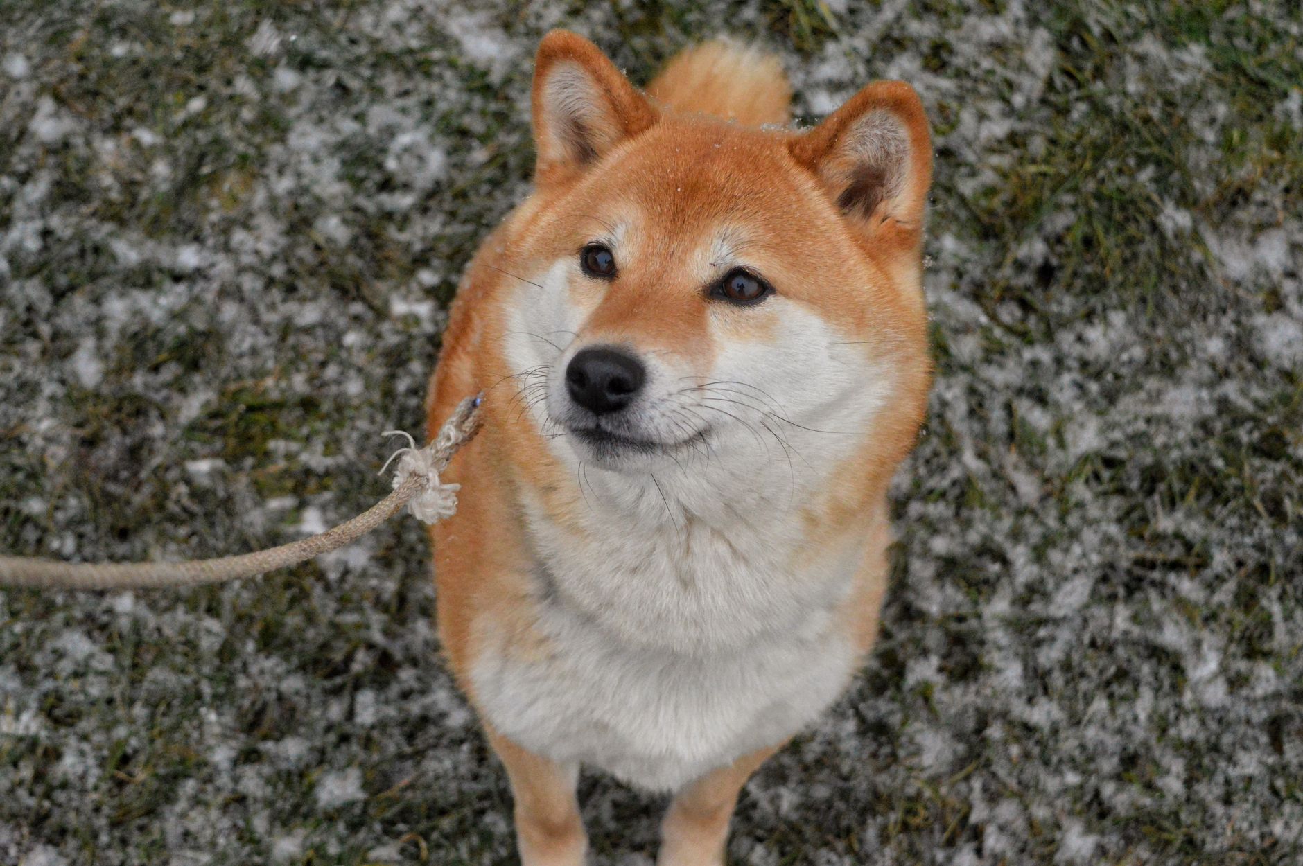 Ilustrasi: Charming Shiba Inu dog looking up while standing on snow-dusted grass with a leash in Allerum, Sweden.