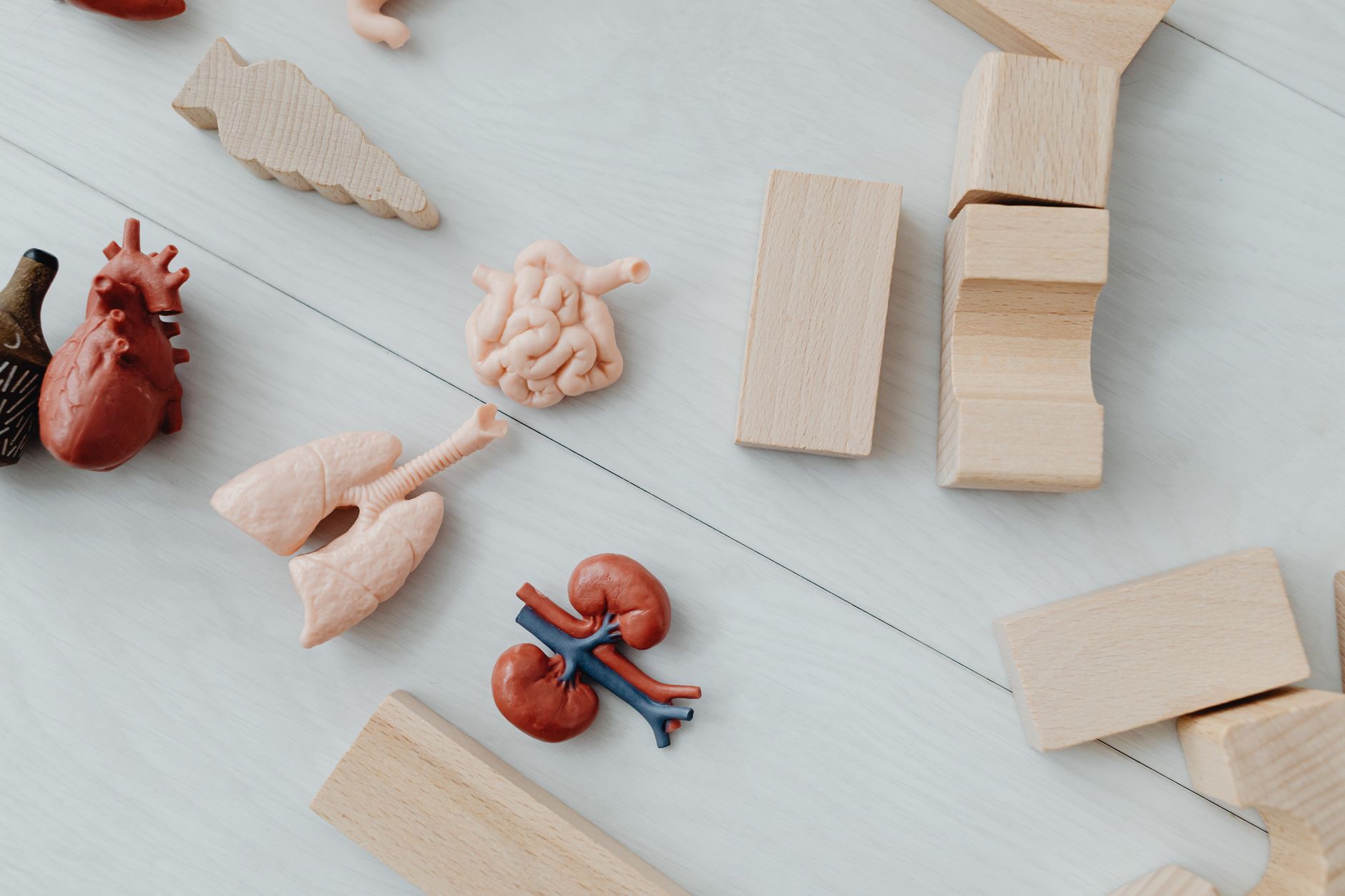 Ilustrasi: Close-up of educational anatomy toys and wooden blocks for children's learning.