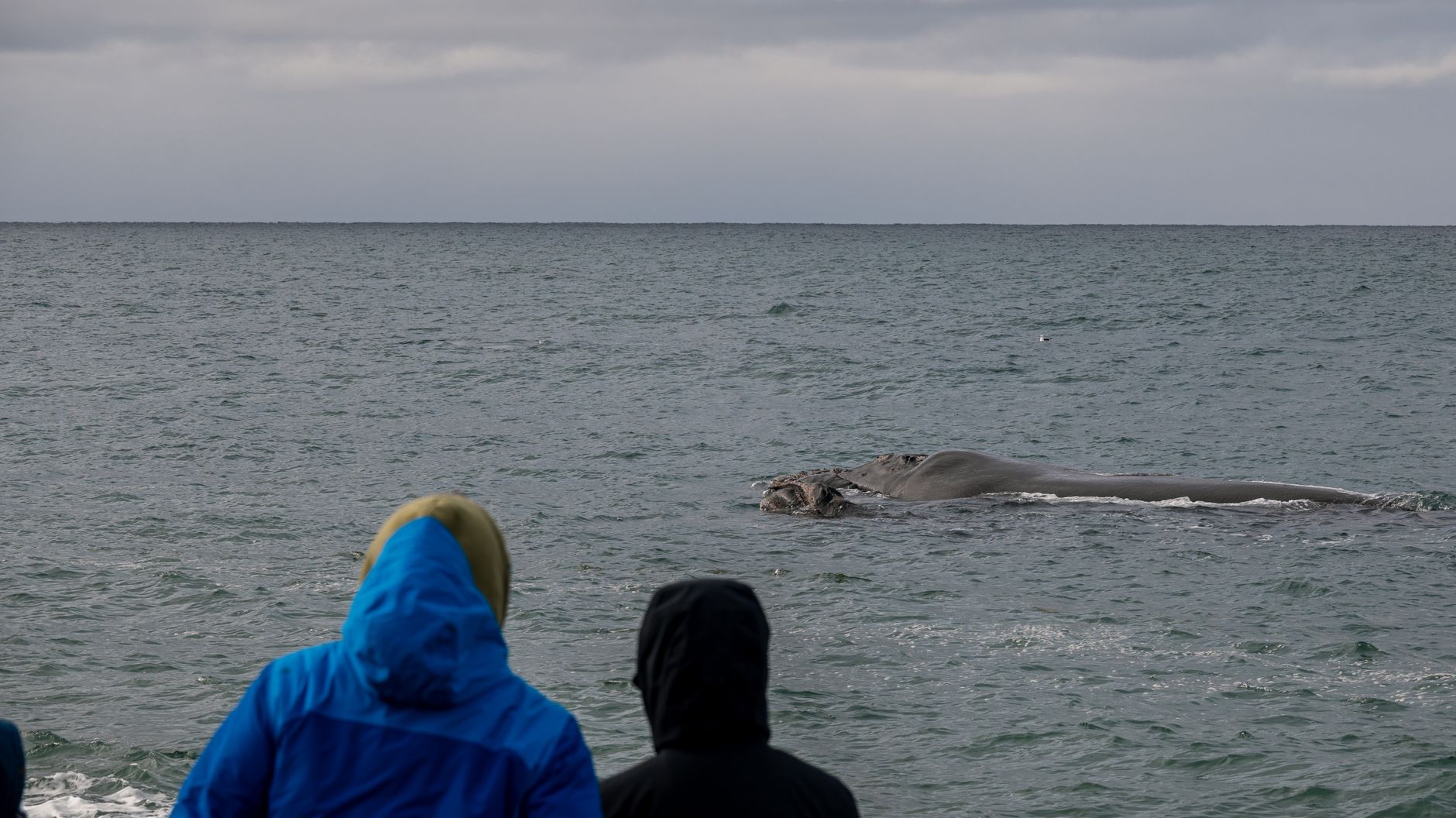 Ilustrasi: Three people enjoy watching a whale from the shore under an overcast sky.