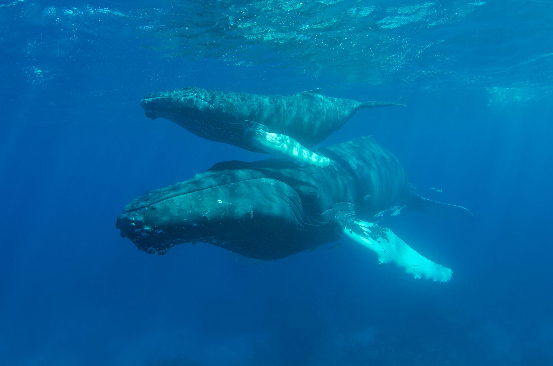 Ilustrasi: A serene underwater scene of a mother humpback whale with her calf, swimming peacefully.